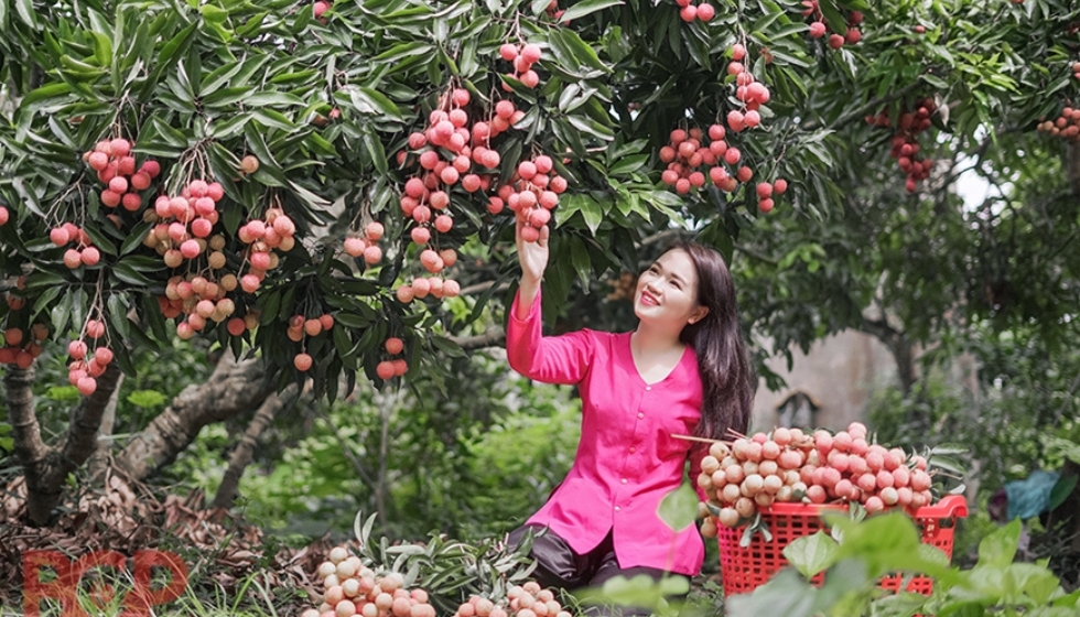 lục ngạn 