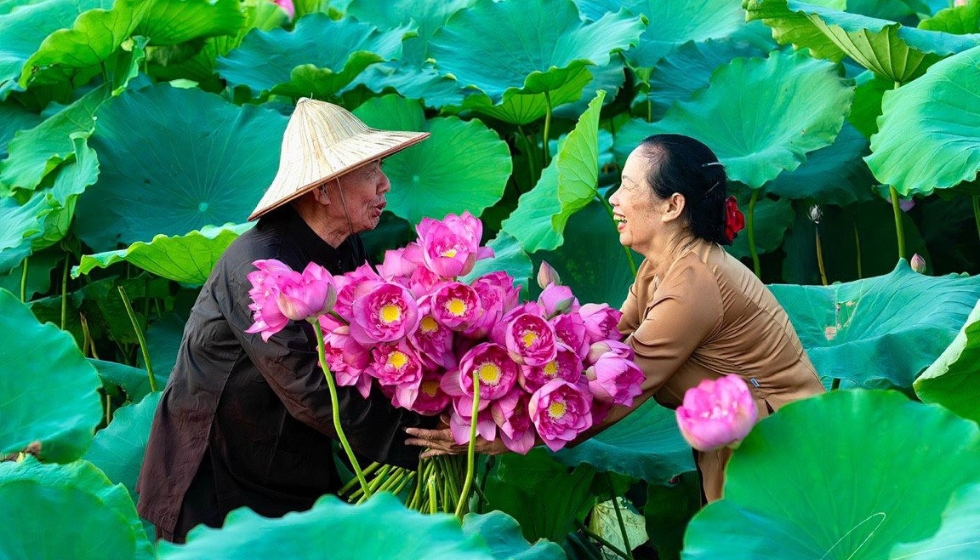 sen đồng tháp