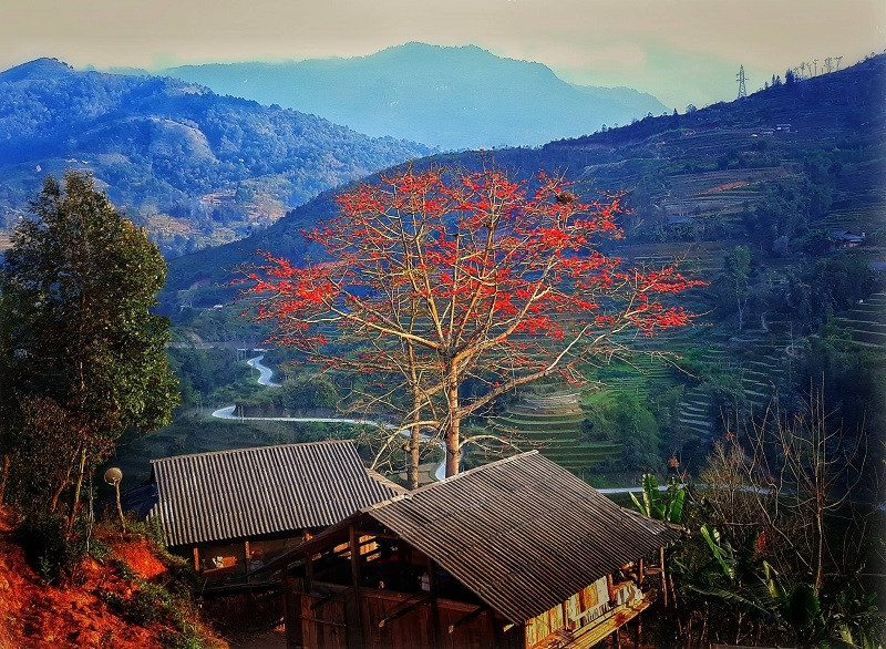 Mùa hoa gạo hà giang