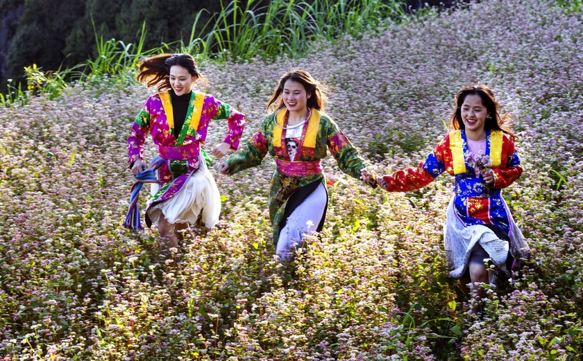 Hoa tam giác mạch hà giang