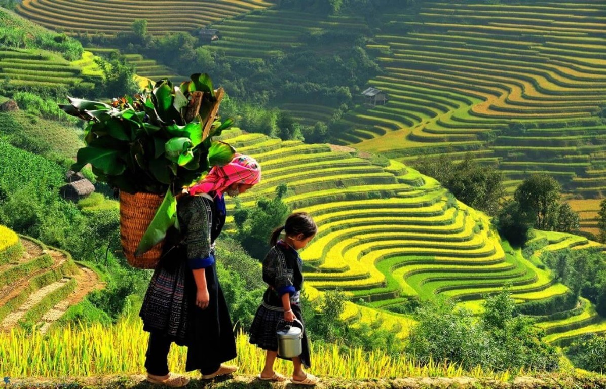 Lúa chín hàng giang
